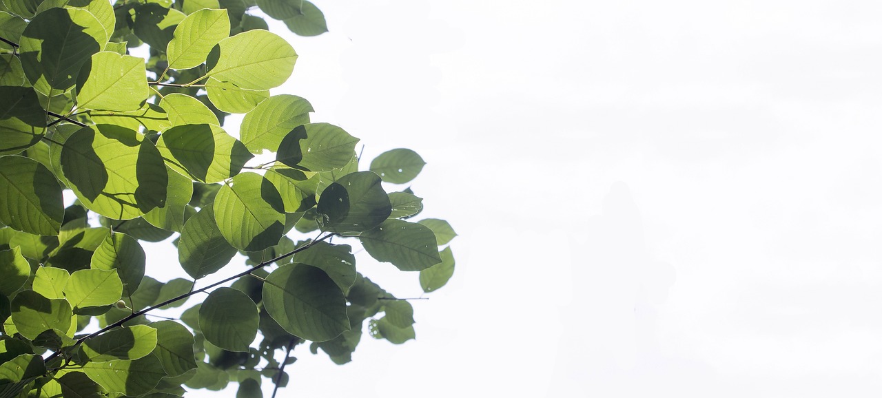 How to Make DIY Branch Decorations